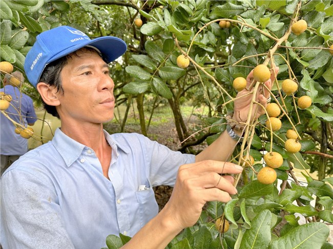 Xuất khẩu nông sản bứt phá từ chuỗi liên kết vùng nguyên liệu. (31/10/2024)